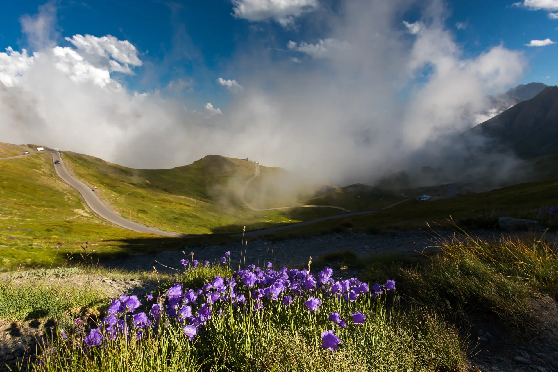 Alpine flowers and mountain landscape