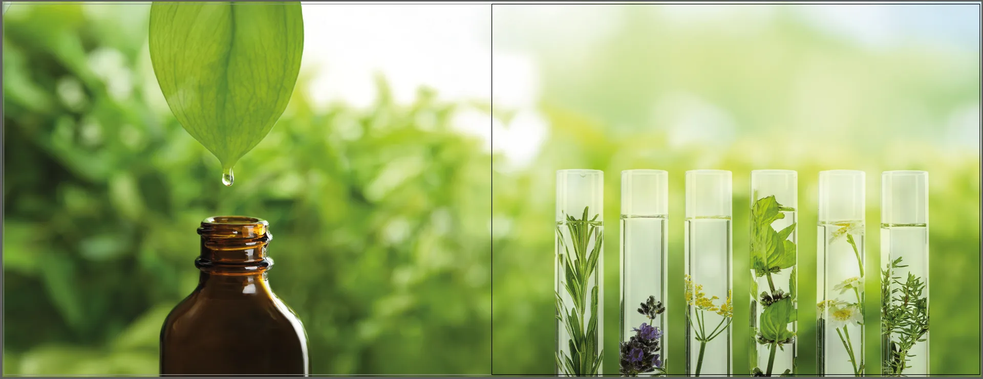 Botanical ingredients and scientific development