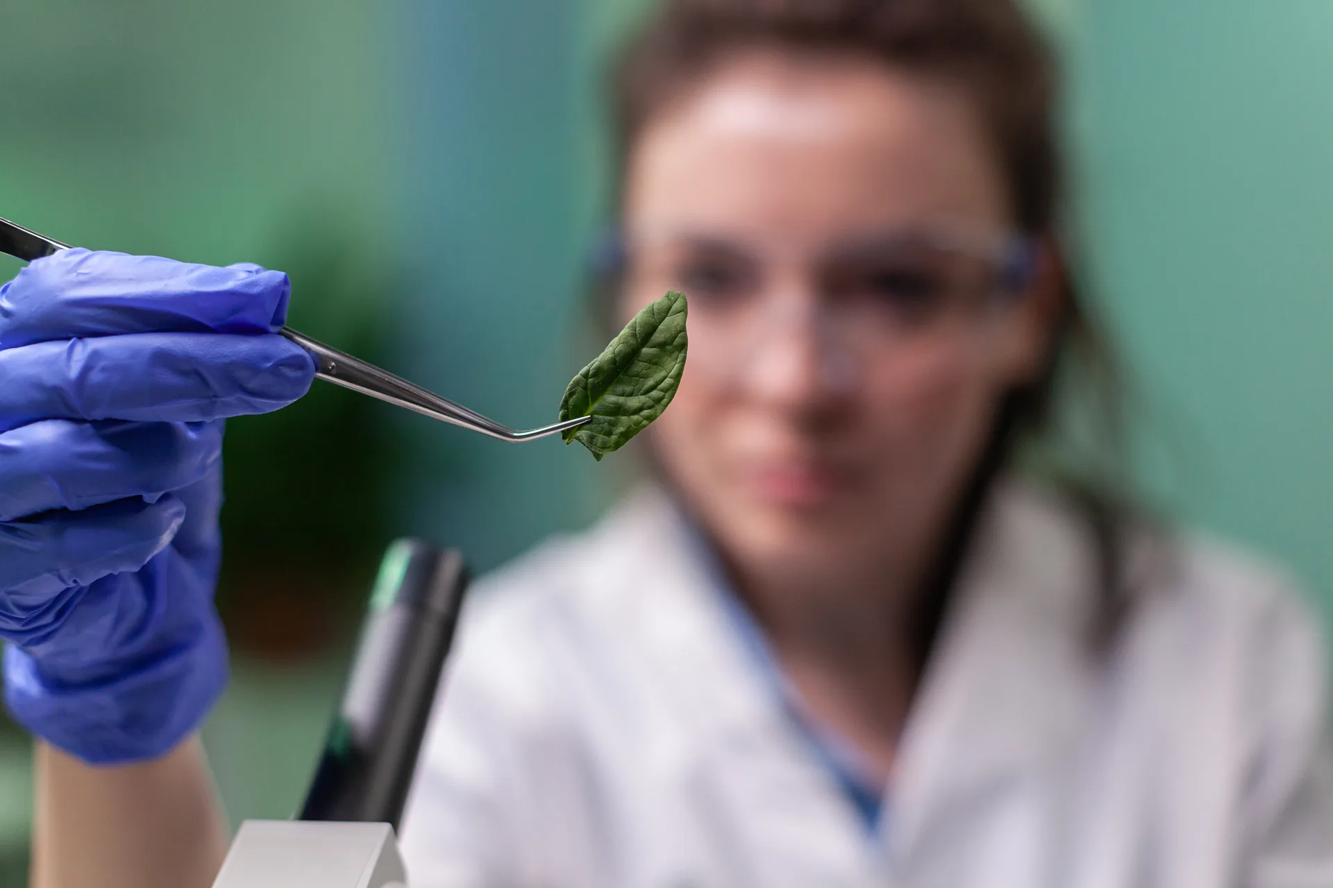 Studying a natural ingredient